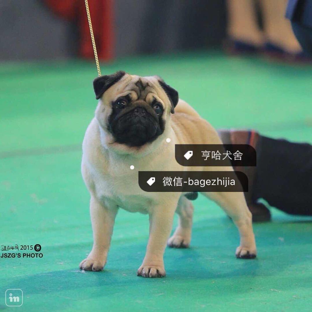 亨哈犬舍
