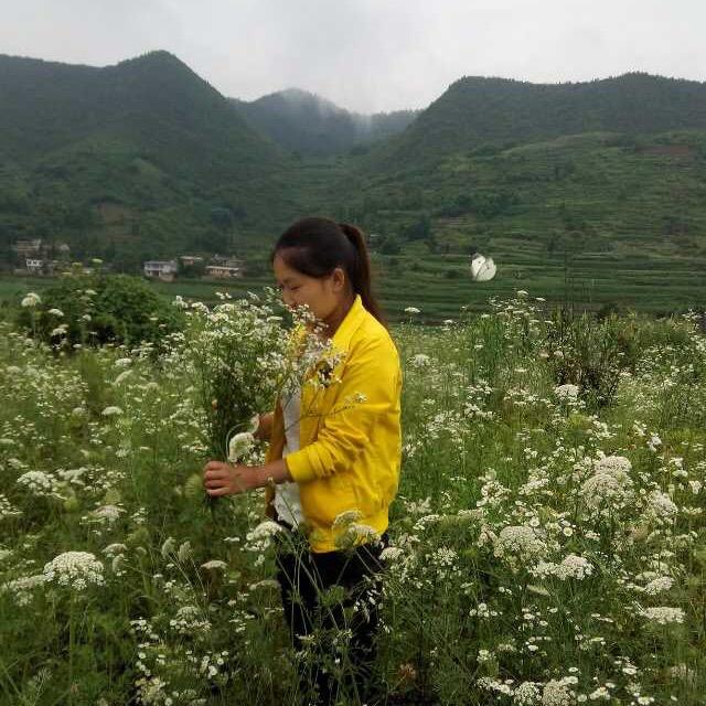旭凤