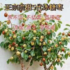 冬枣种植基地