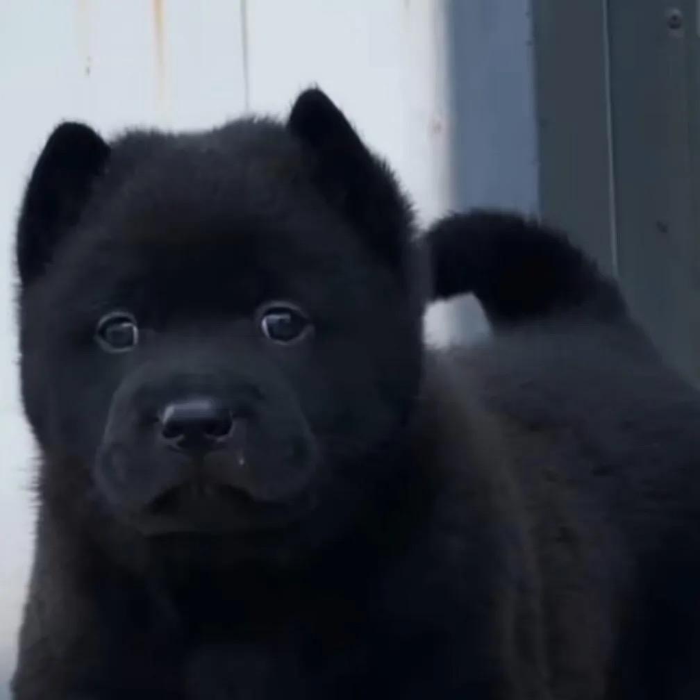 代淘中华田园犬