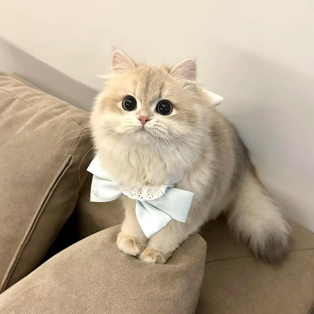 萌宠生活馆૮₍˶•.•⑅₎ა