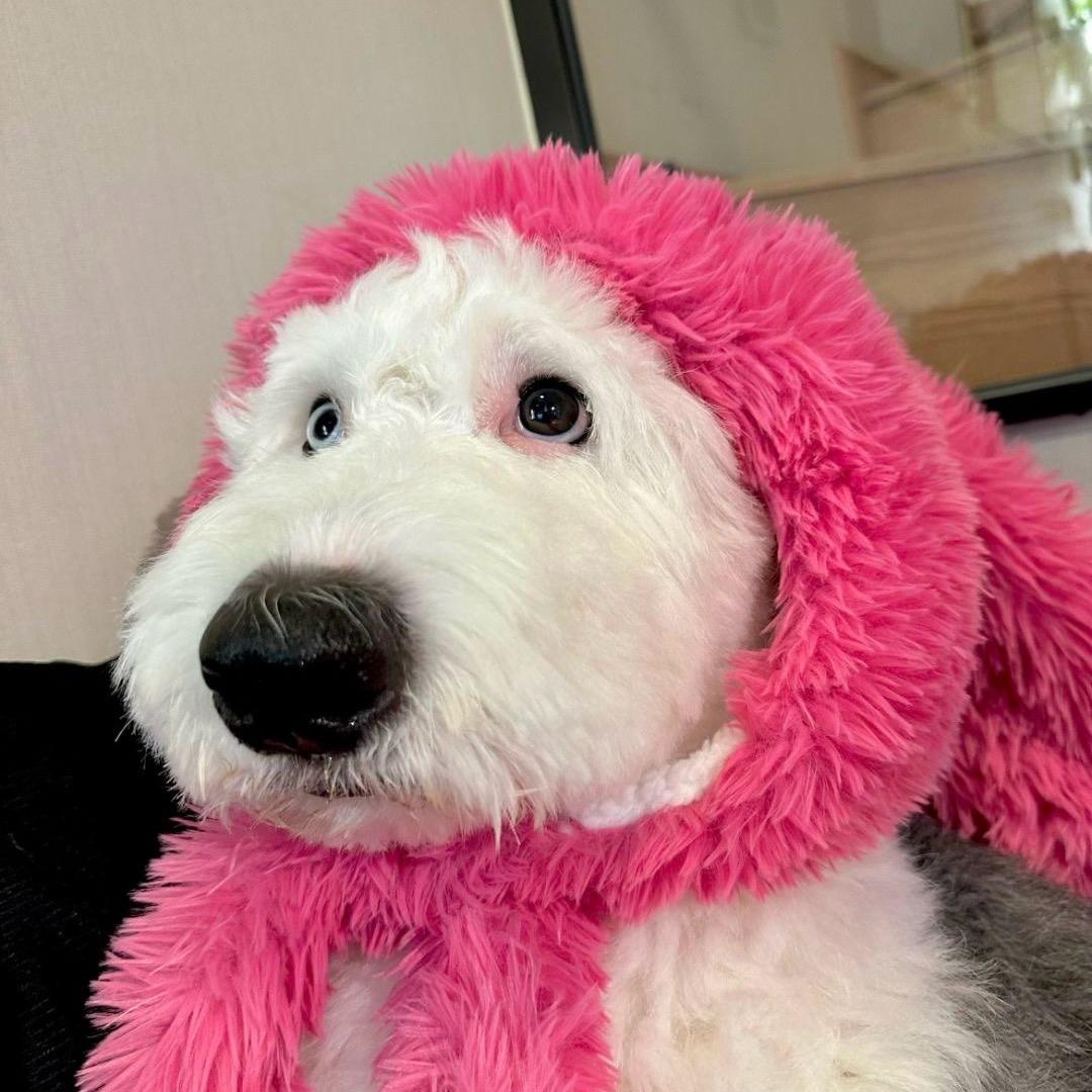 🐶