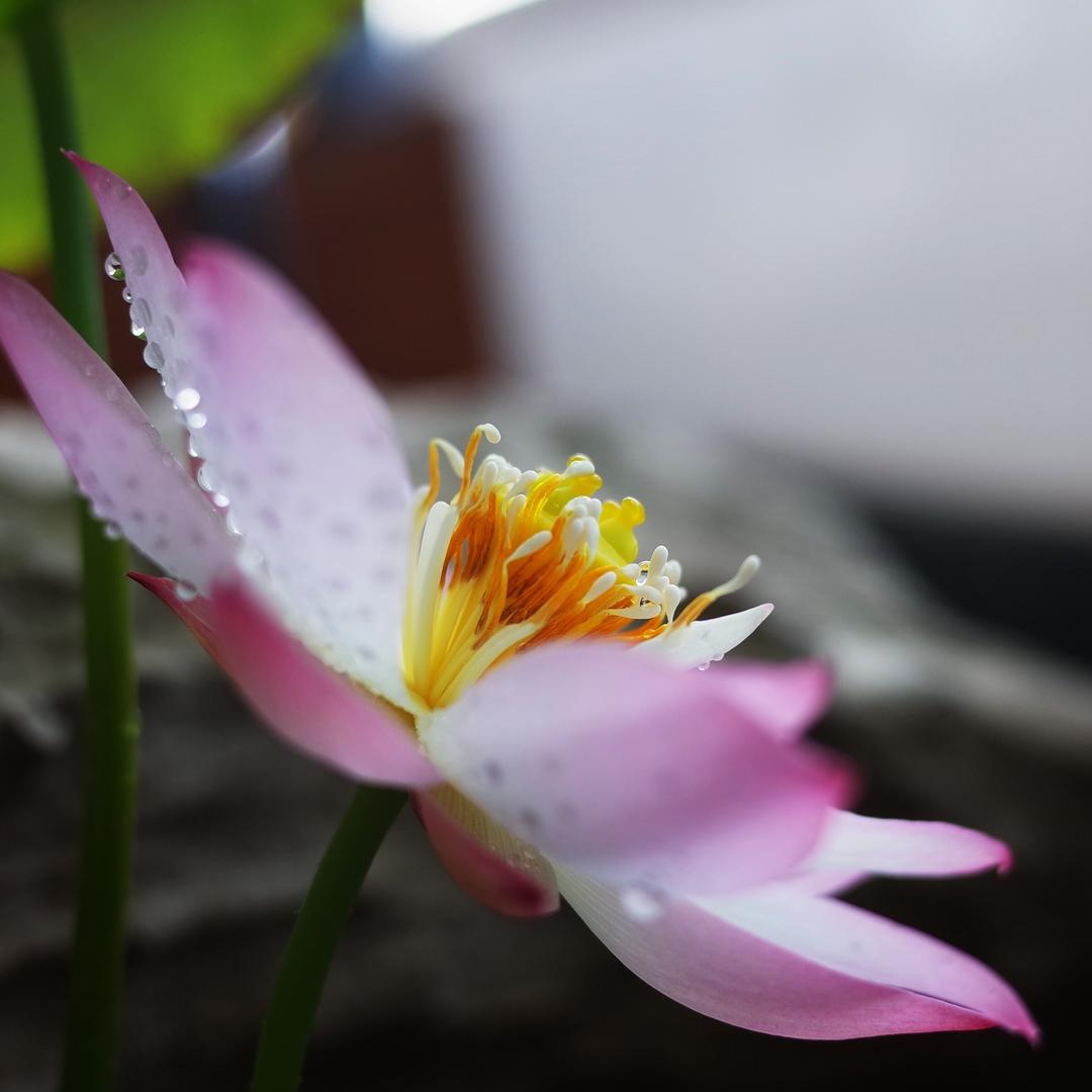 乐鱼泡泡