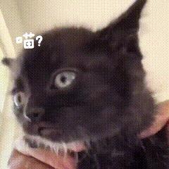 疑问猫煤球（磁铁猫）
