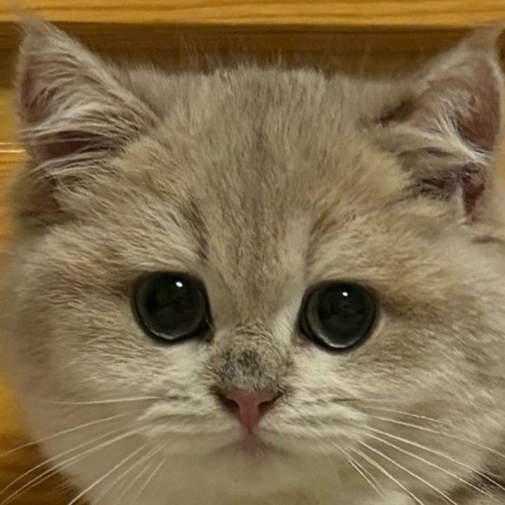 林七