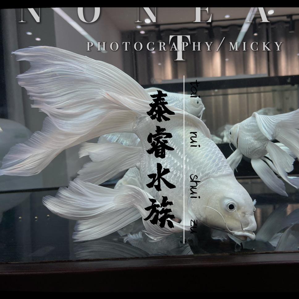 泰睿水族