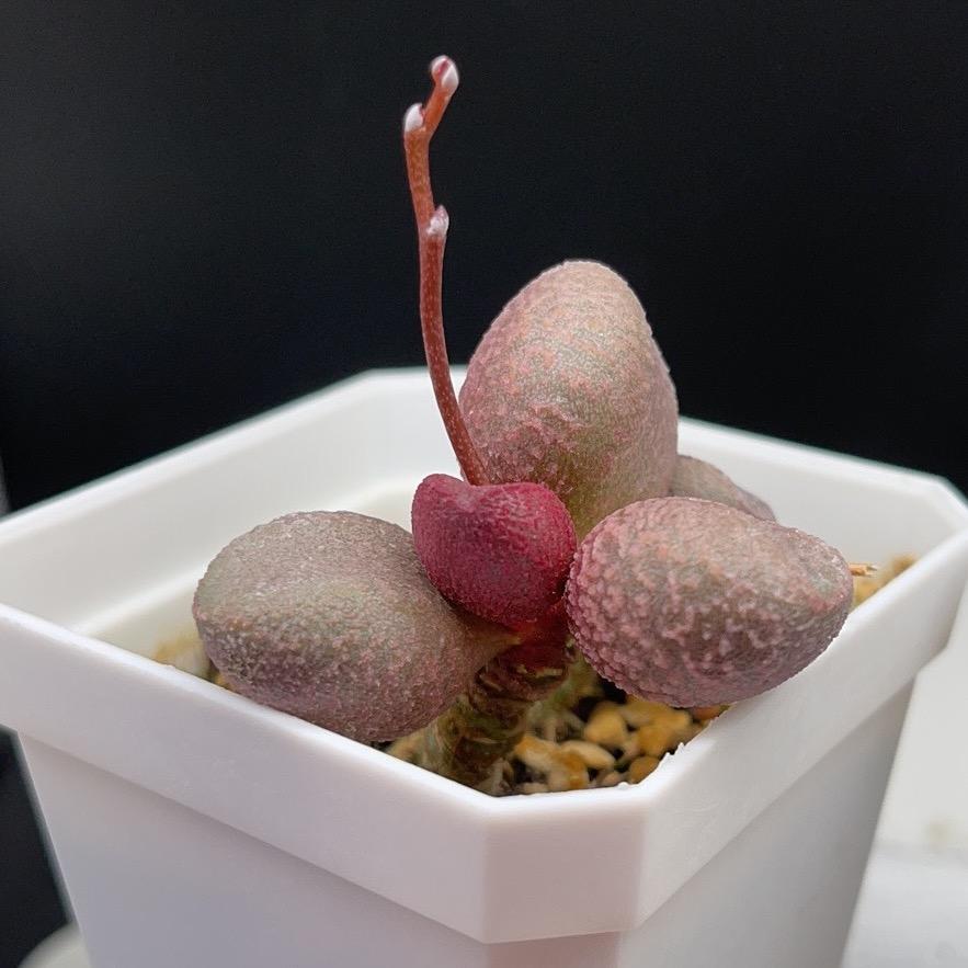 清莲水泡多肉园