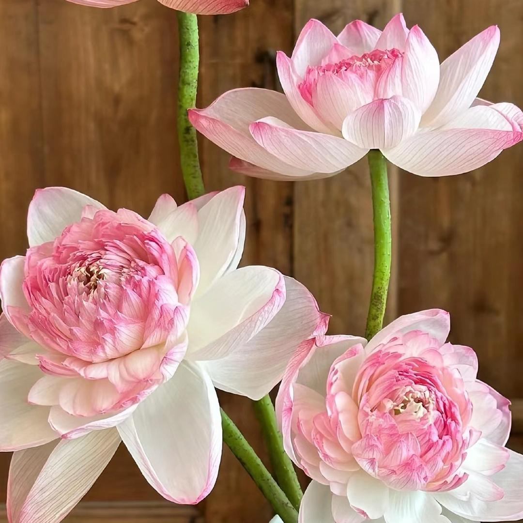小羊泡泡芙