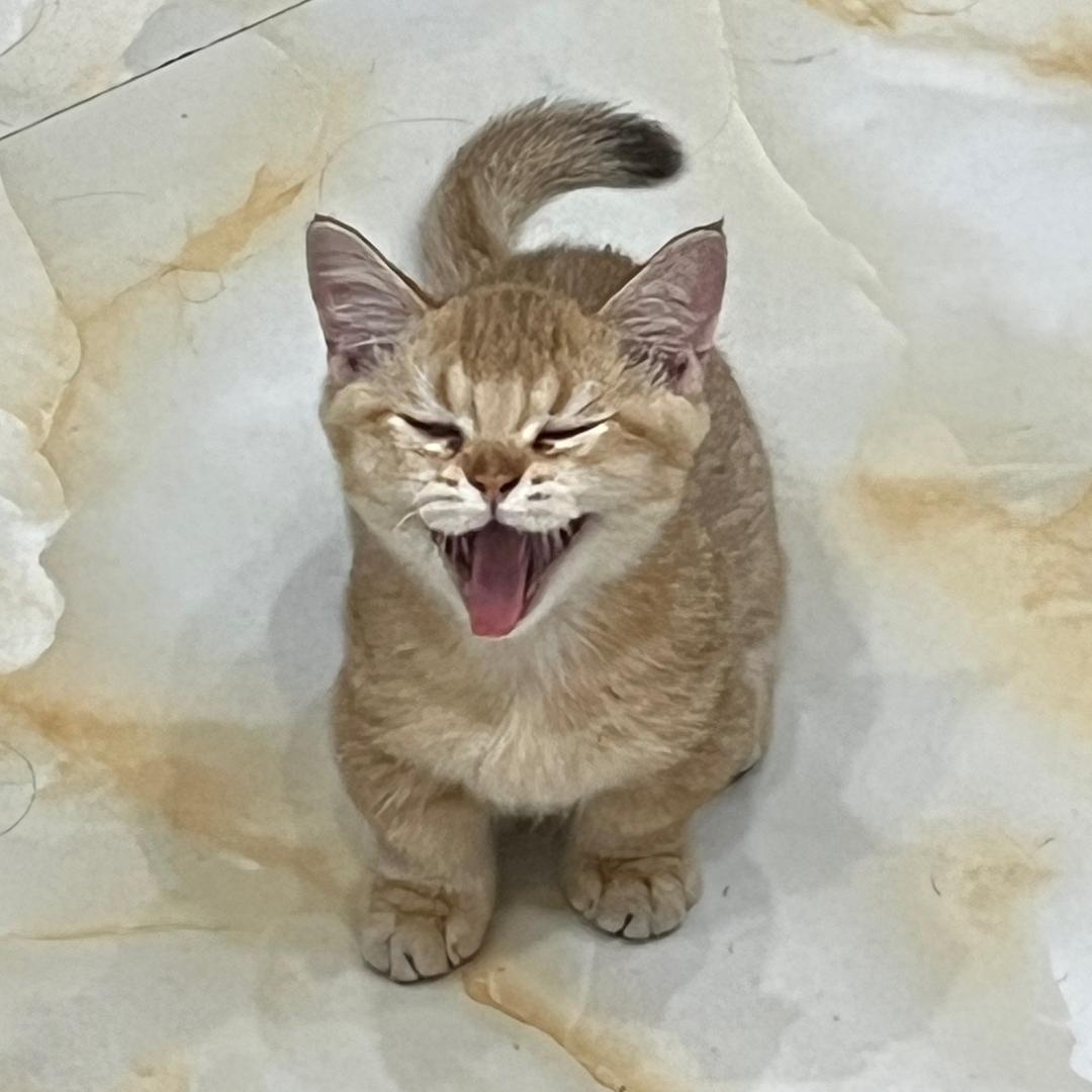 狗儿厨