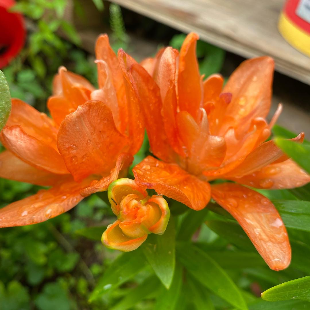 🌿悠悠岁月🌿