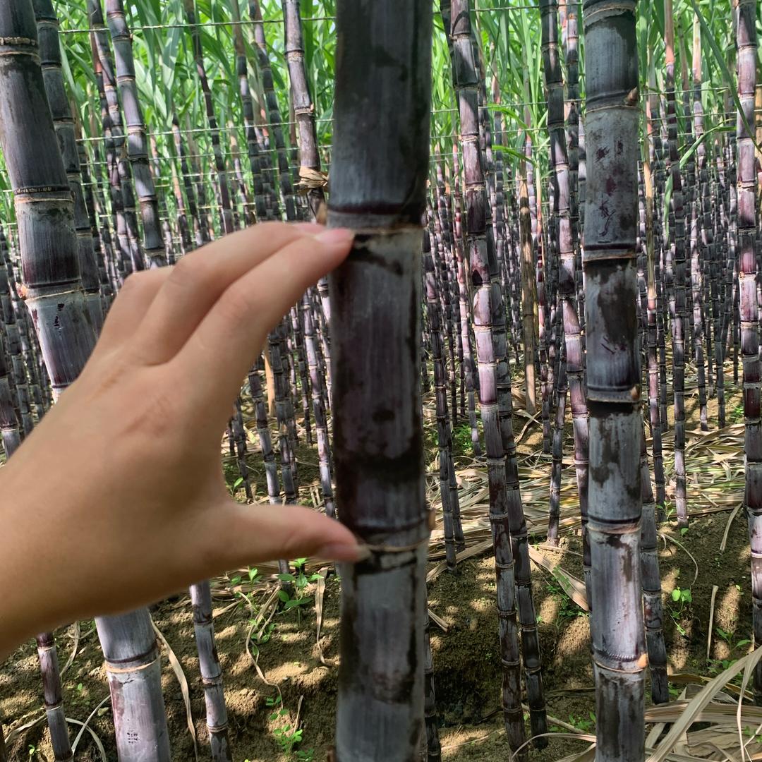 每日鲜果农产品批发部
