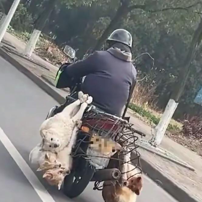 AAA专业套狗（全国🉑套）