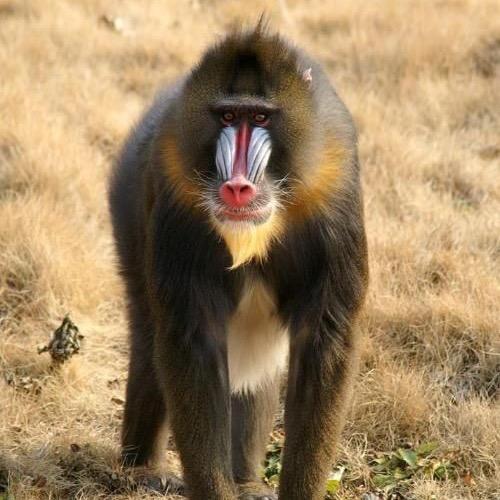 魔法马猴高价回收二手白袜