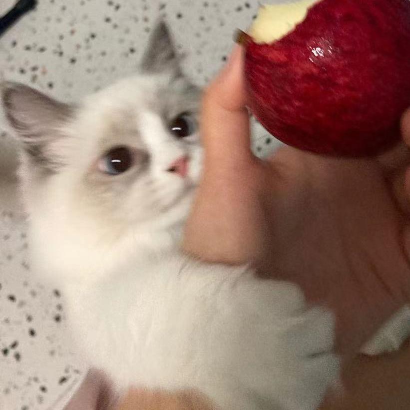 蒙克大学博士研究生