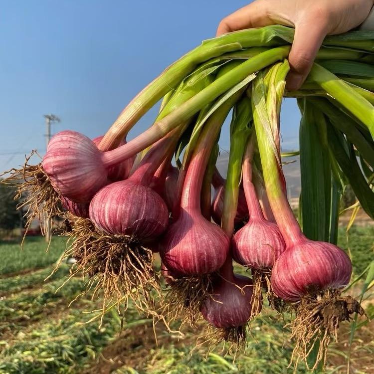 大蒜健康管理