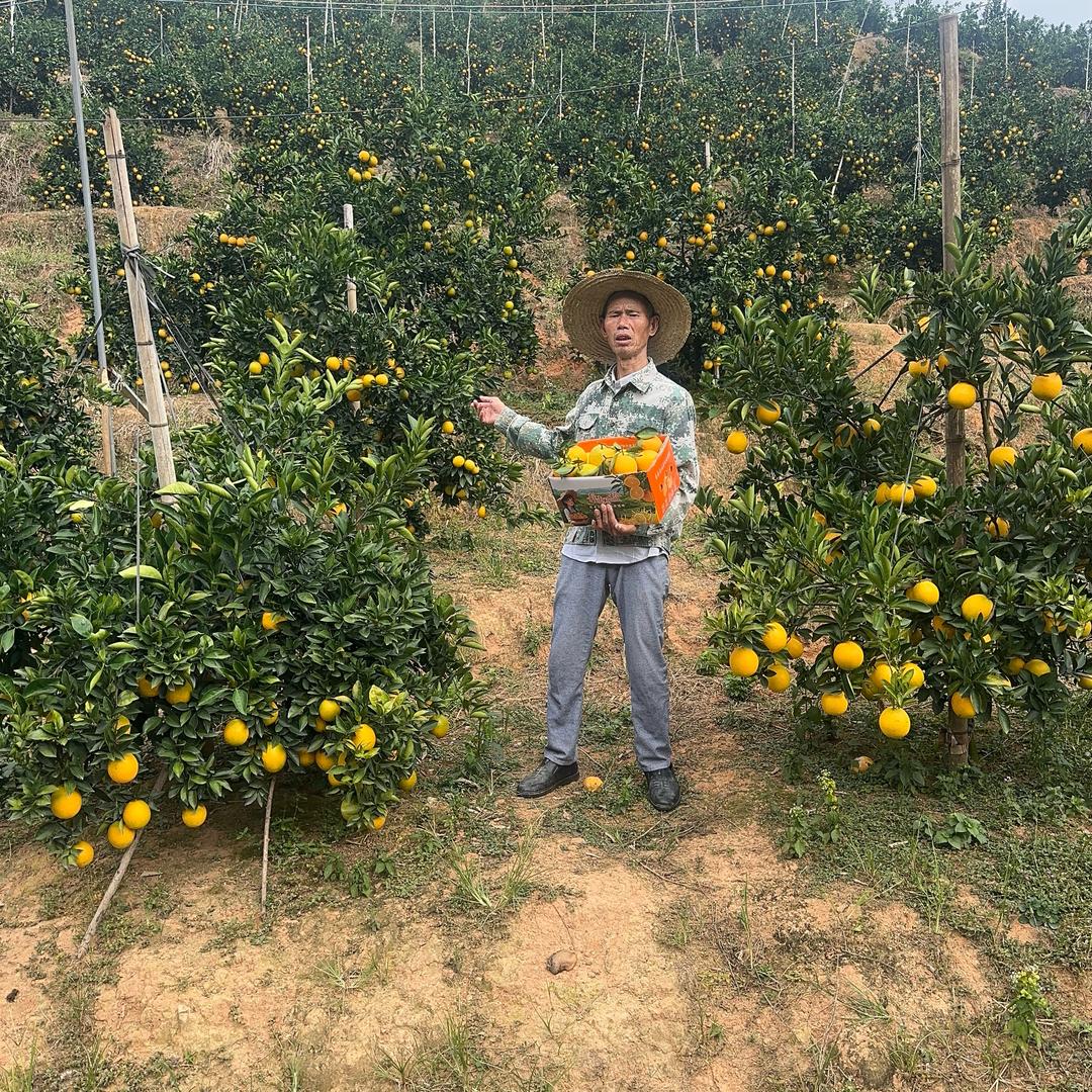 赣南脐橙（三叔果园）