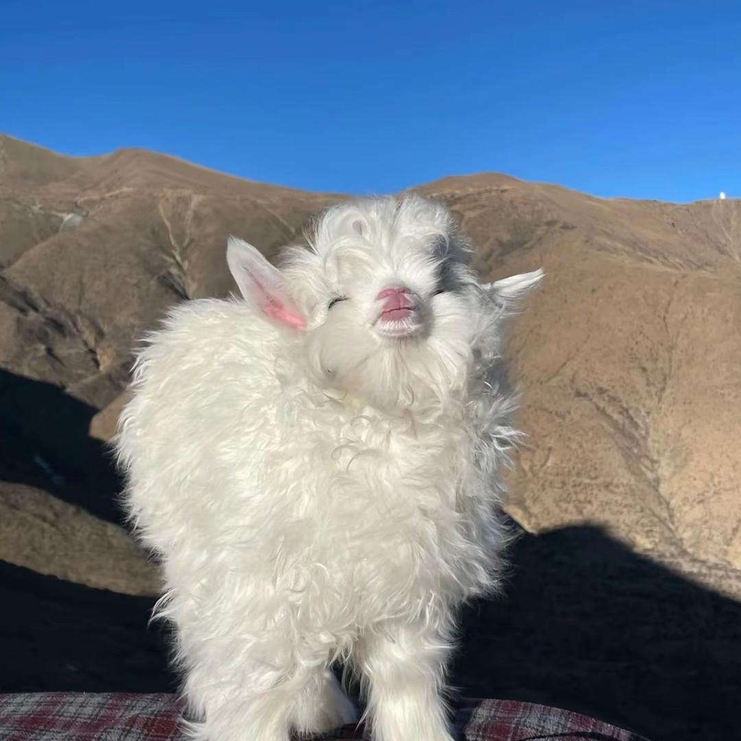吃饭非常牛女士