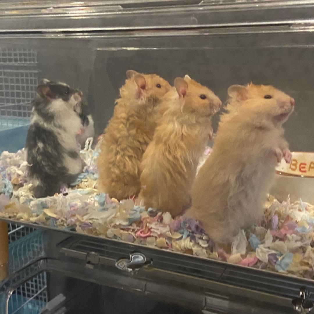 仙贝就一口【出熊🐻】