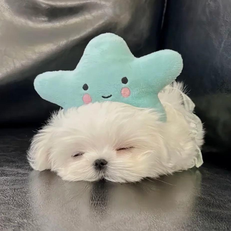 蜡笔小傅
