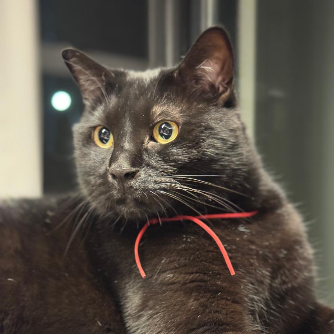 发财爱吃毛毛狗