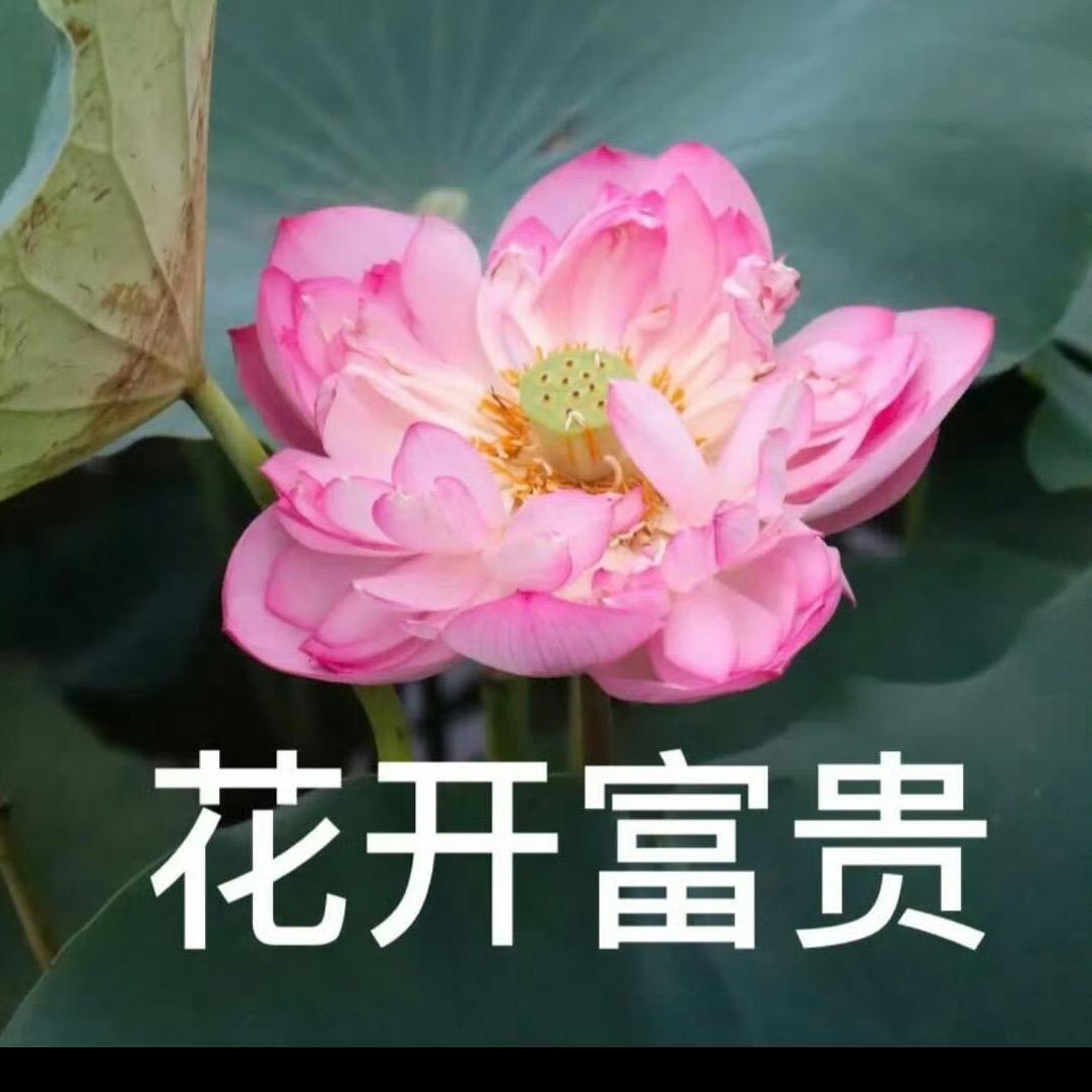 花 开 富 贵🪷