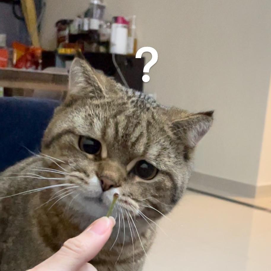 阿登和阿北🐱🐱