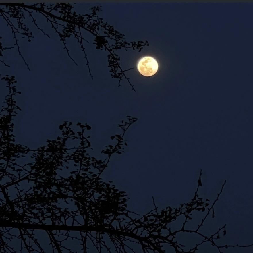 女汉子（温婉）