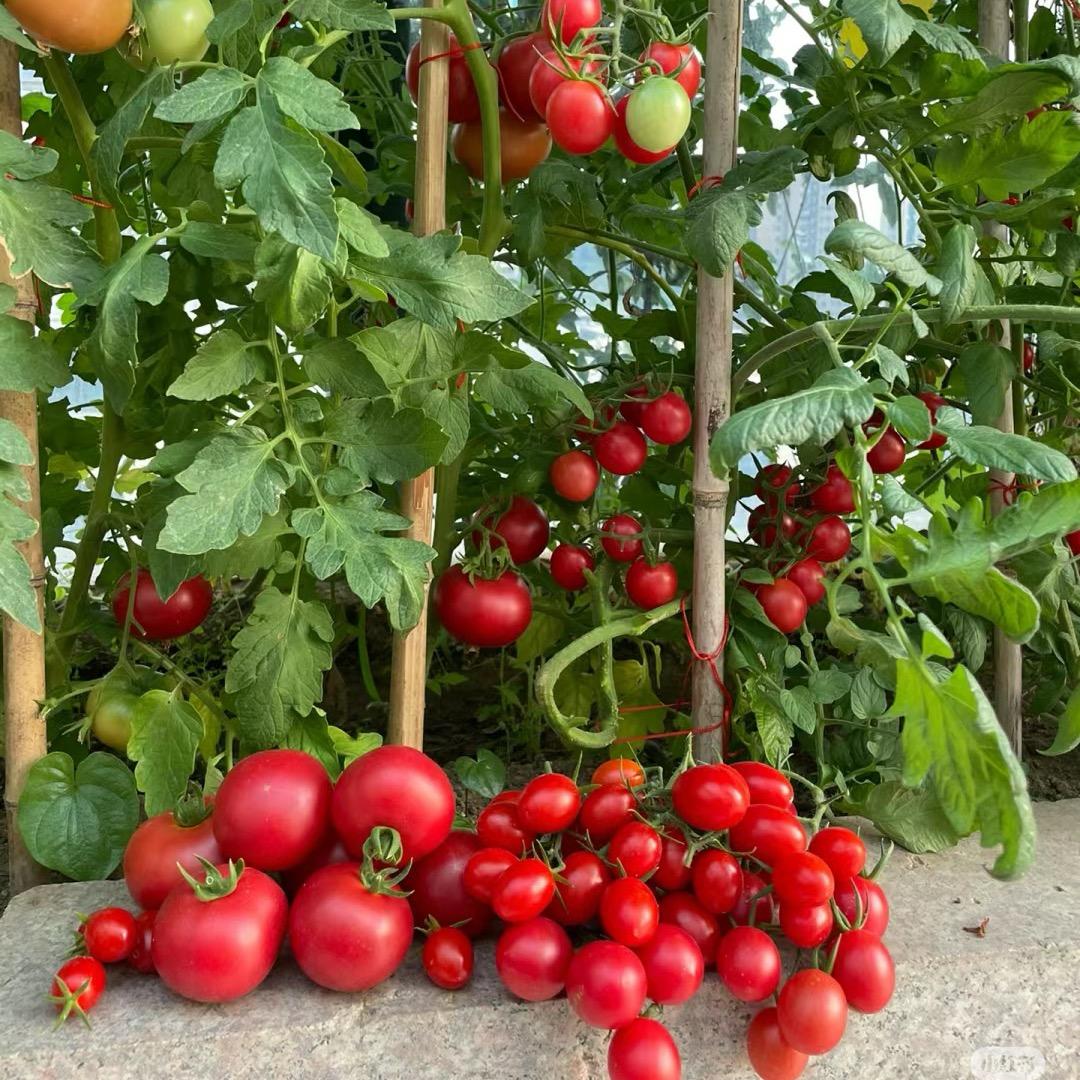 小非说番茄🍅