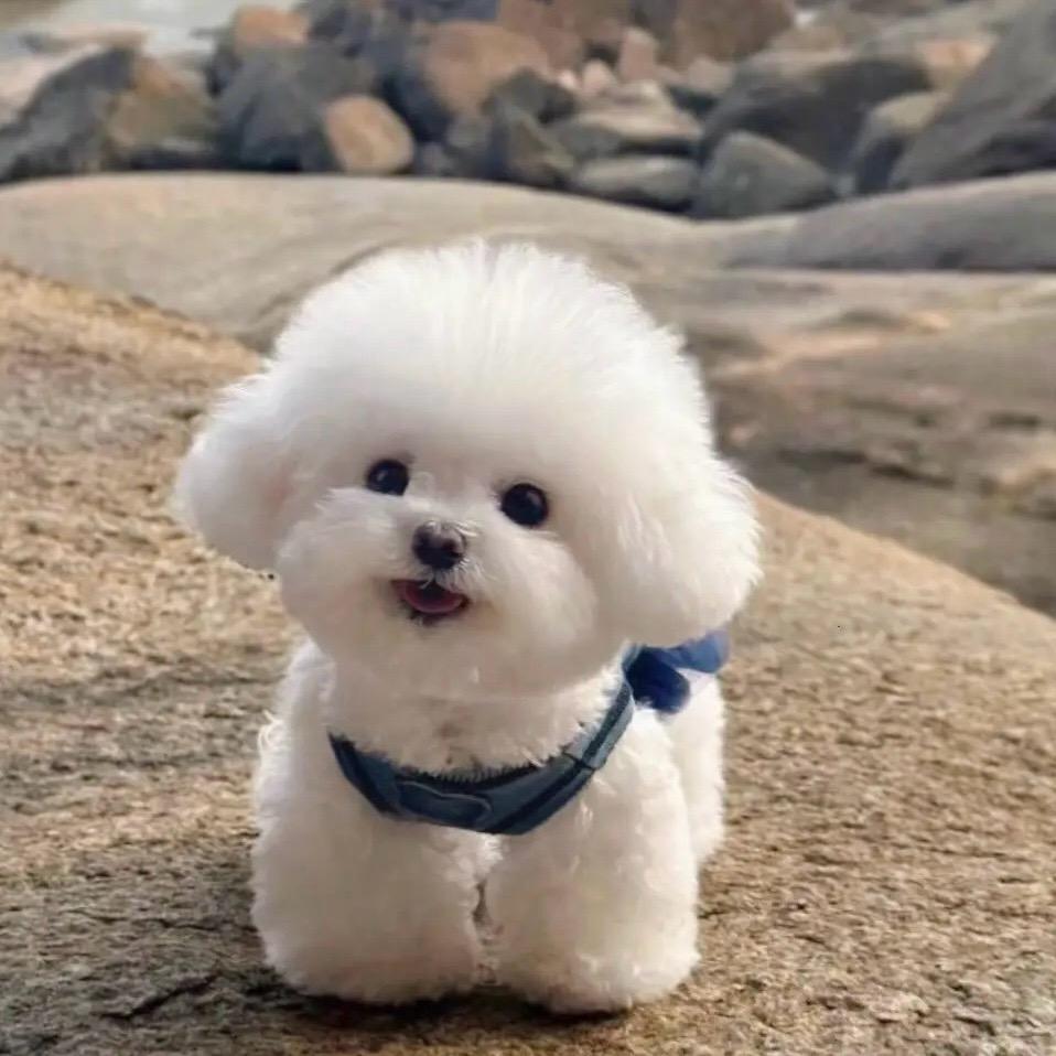 托尼小彭