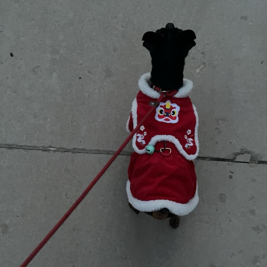 努力挣钱的铲屎官