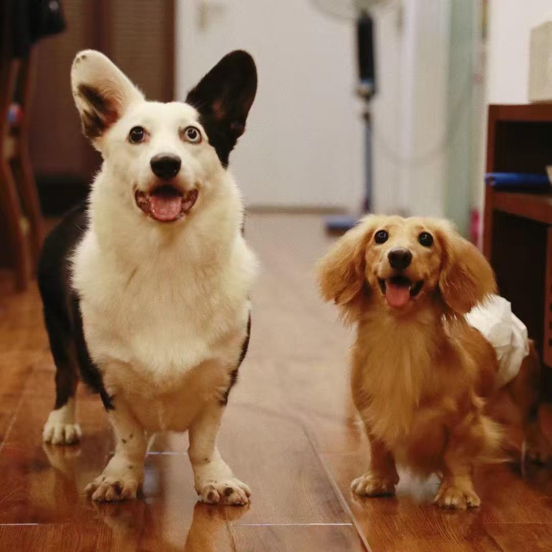 耿姐的猫狗宠儿（车座子版）