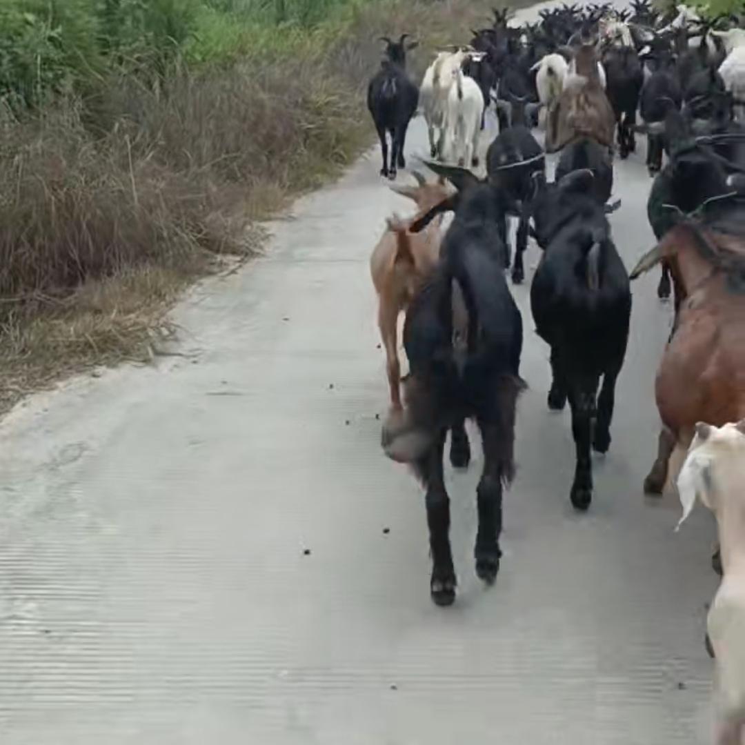 家成