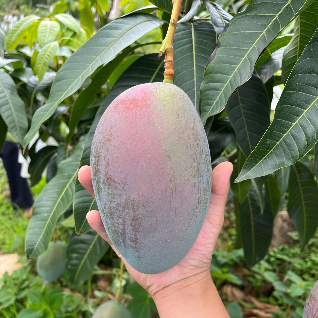 红果小龙（国光）