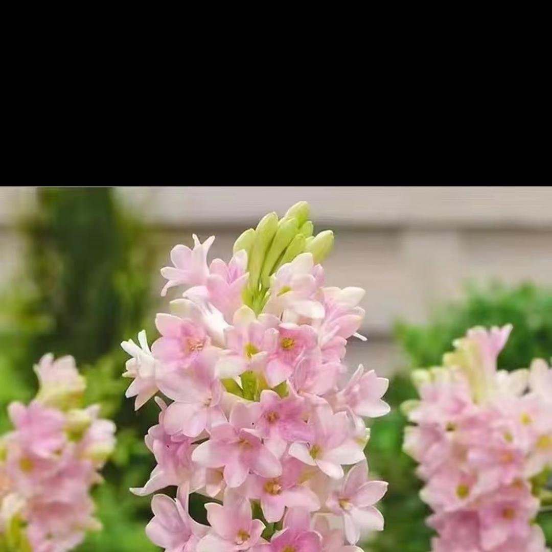 屿你花香园艺