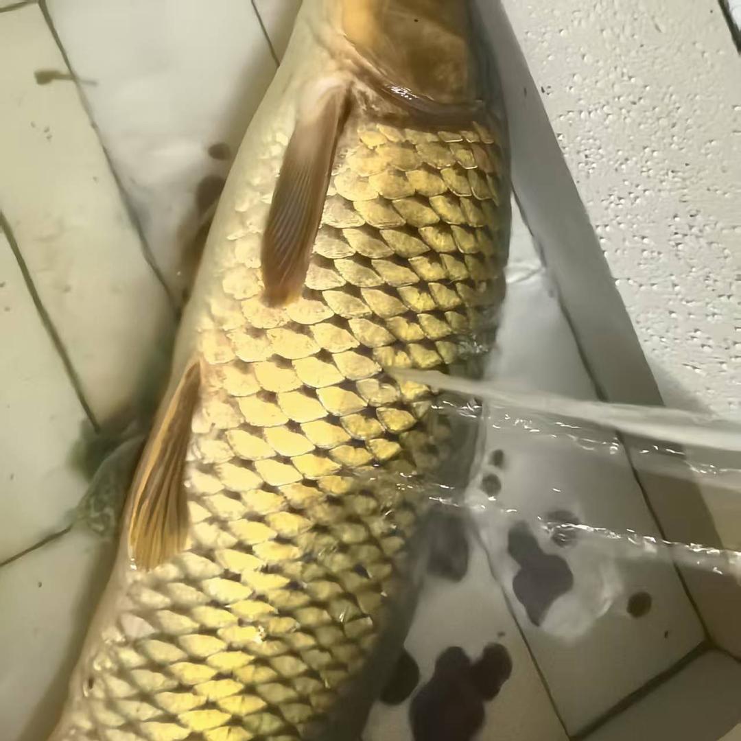 东风哥