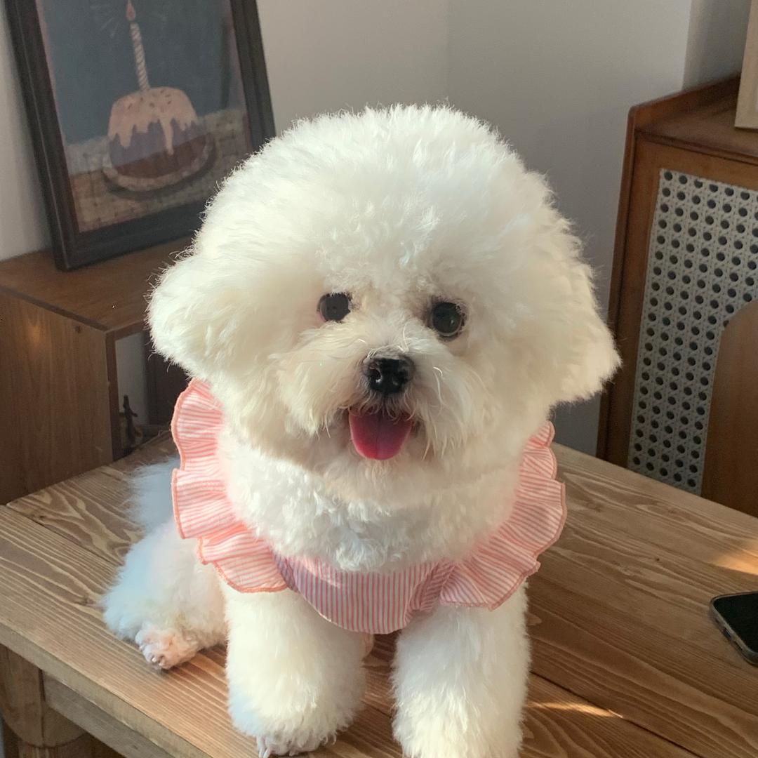 小鱼