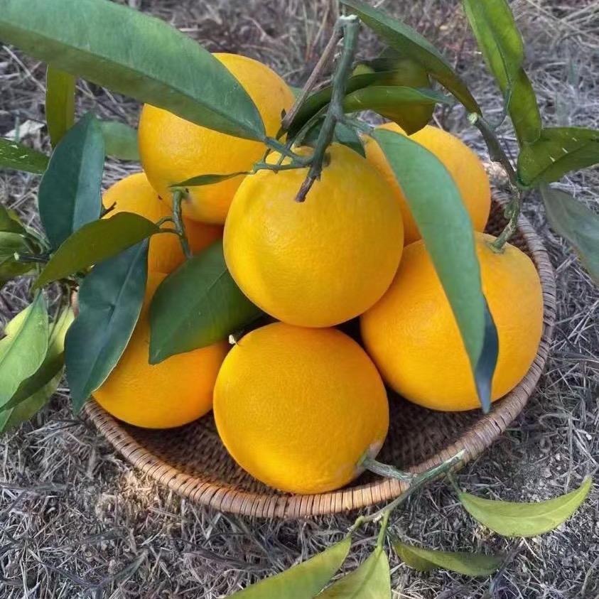 江西赣南脐橙之乡-坦然