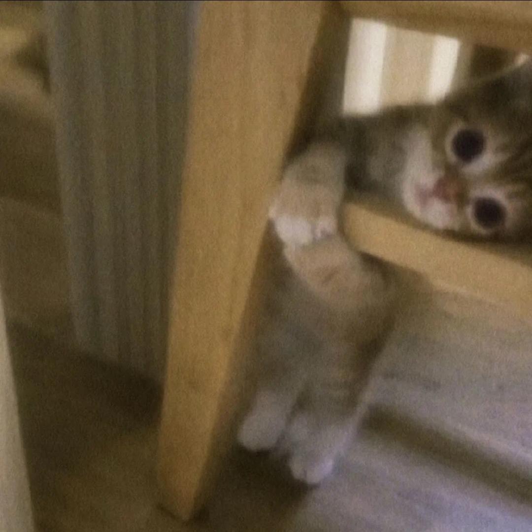 呆呆