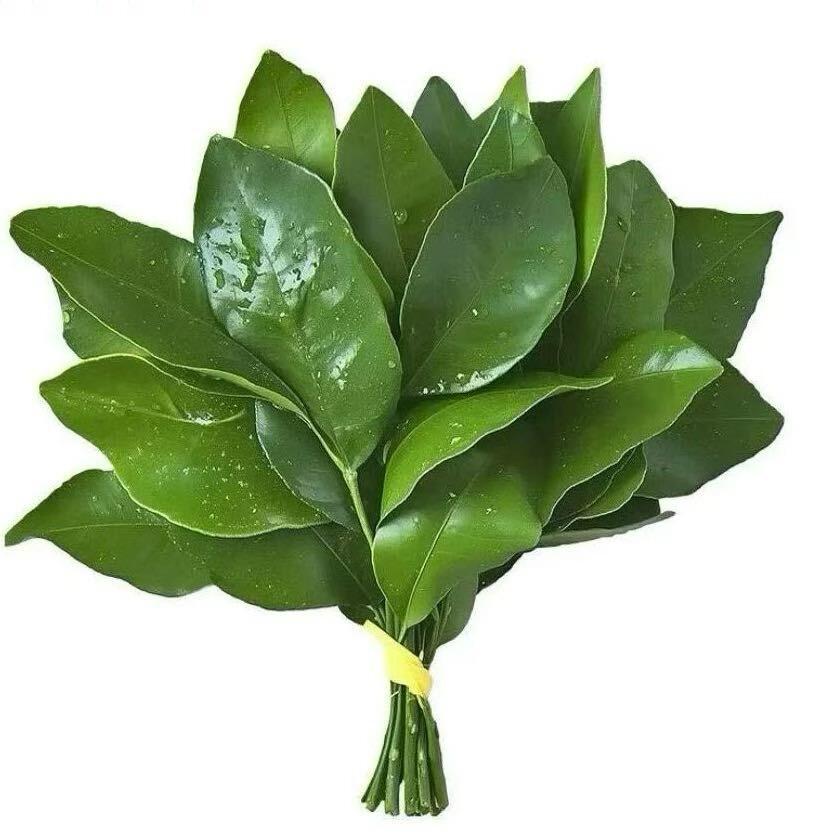 一凡不烦（明泽）