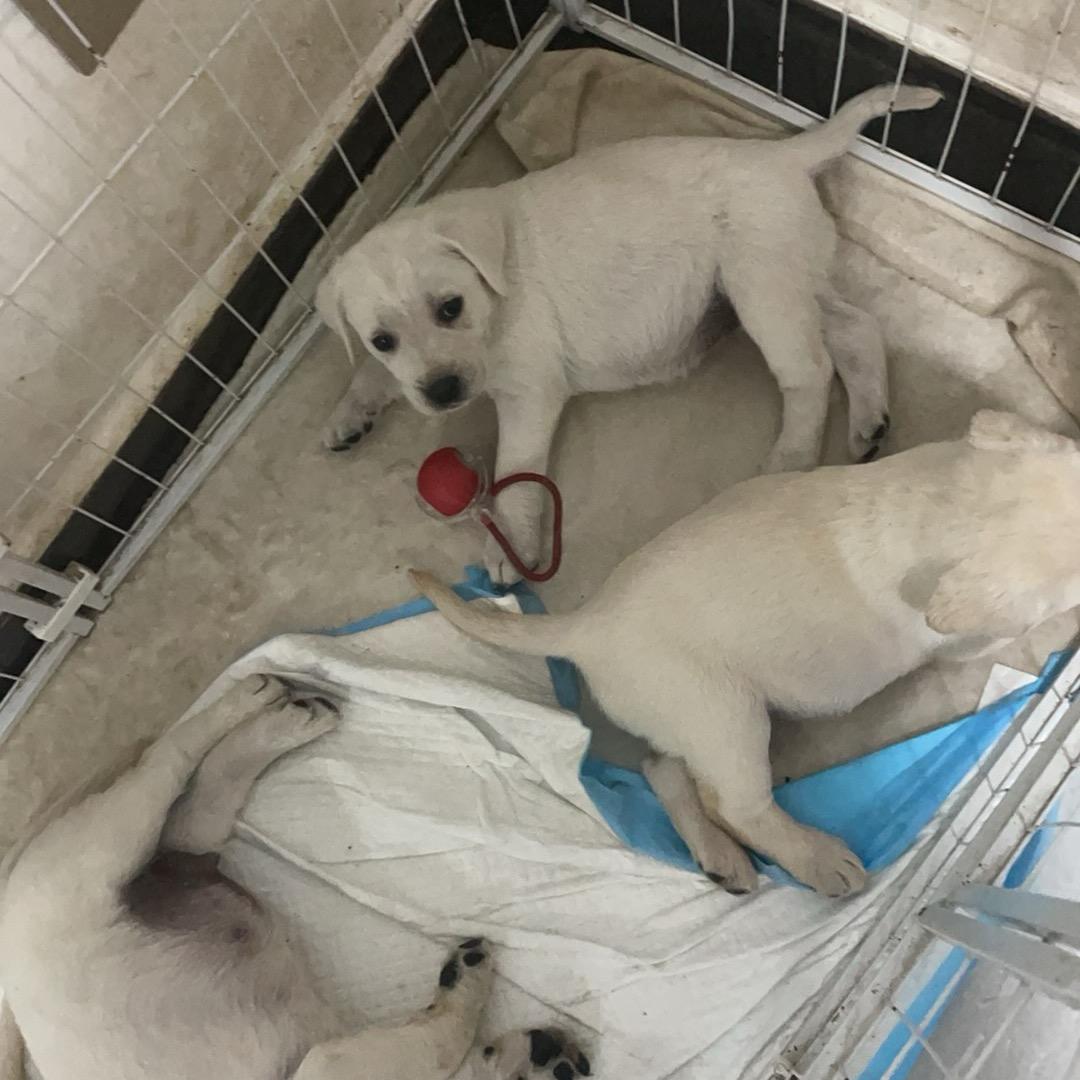 刘朋养狗人🐶（专业繁殖拉布拉多）