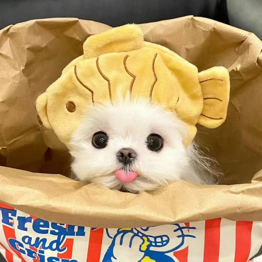 喵喵🧡ྀི