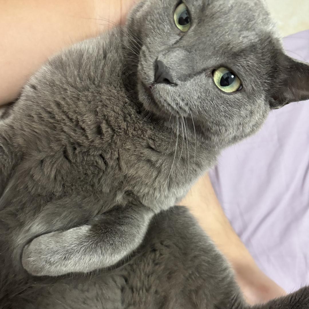 爱吃肉🥩的花椰菜🥦