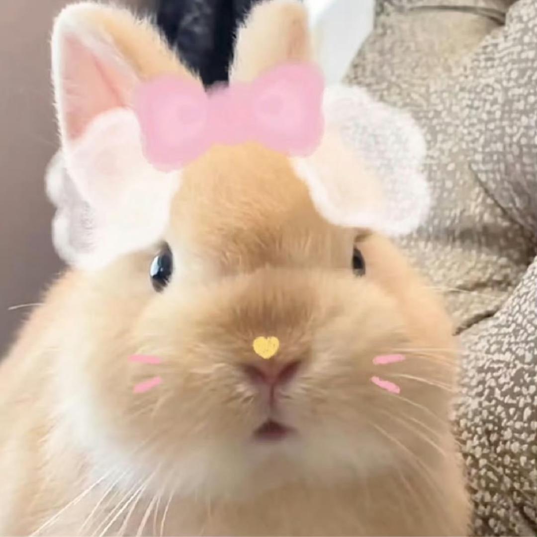 樱桃小丸犊子ᵉᵐᵒ