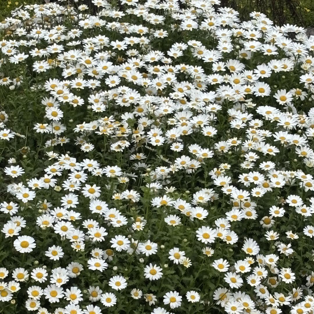 成都车信达车汇