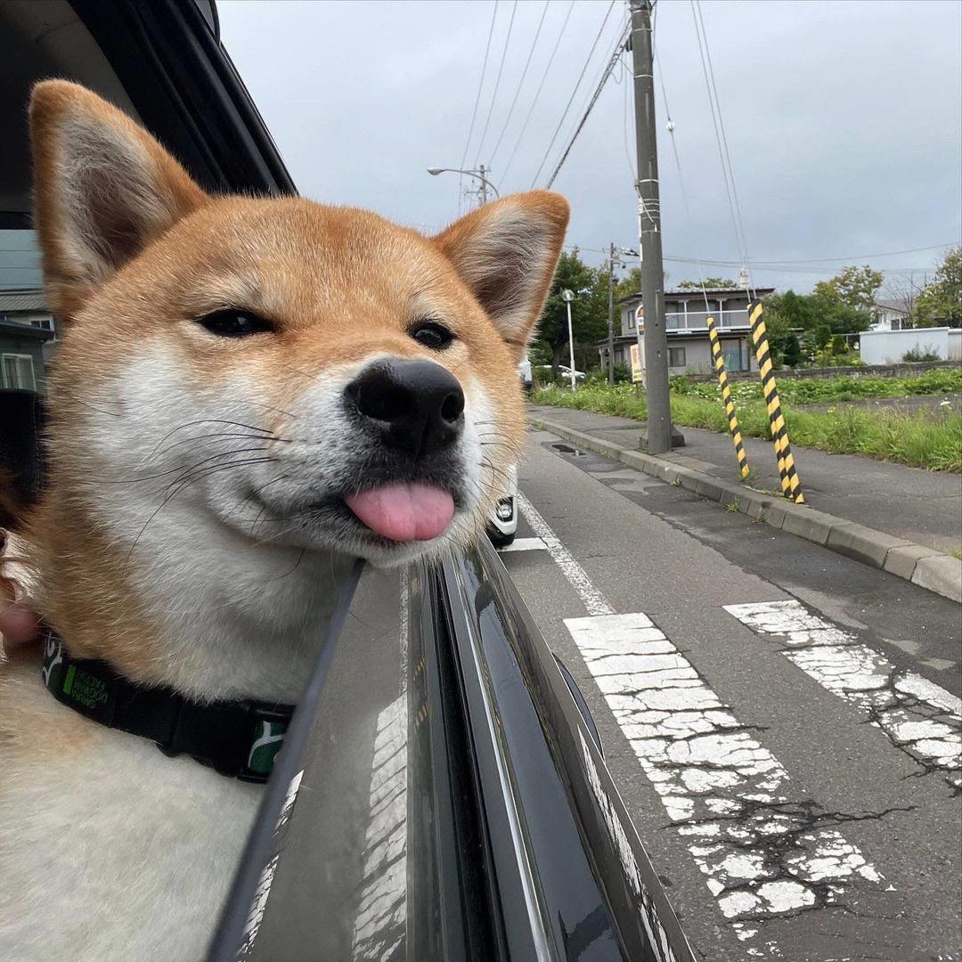 泛黄