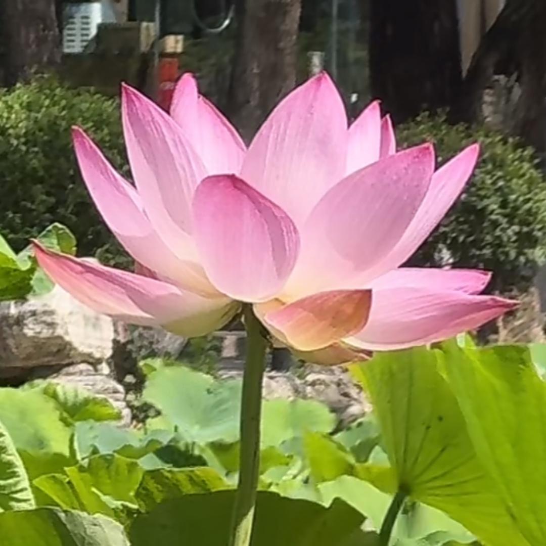 KL六姐衣柜