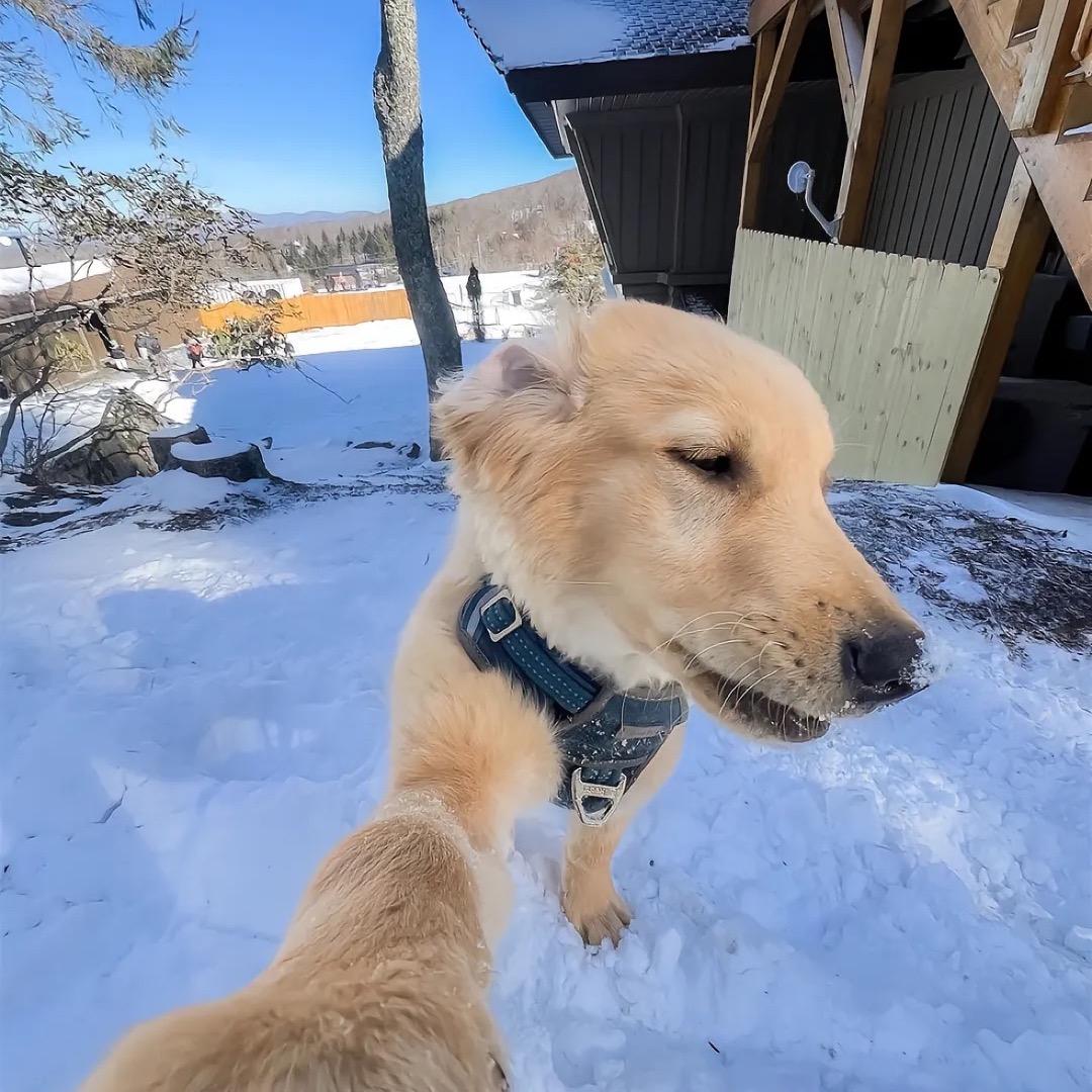 风吹叶未落