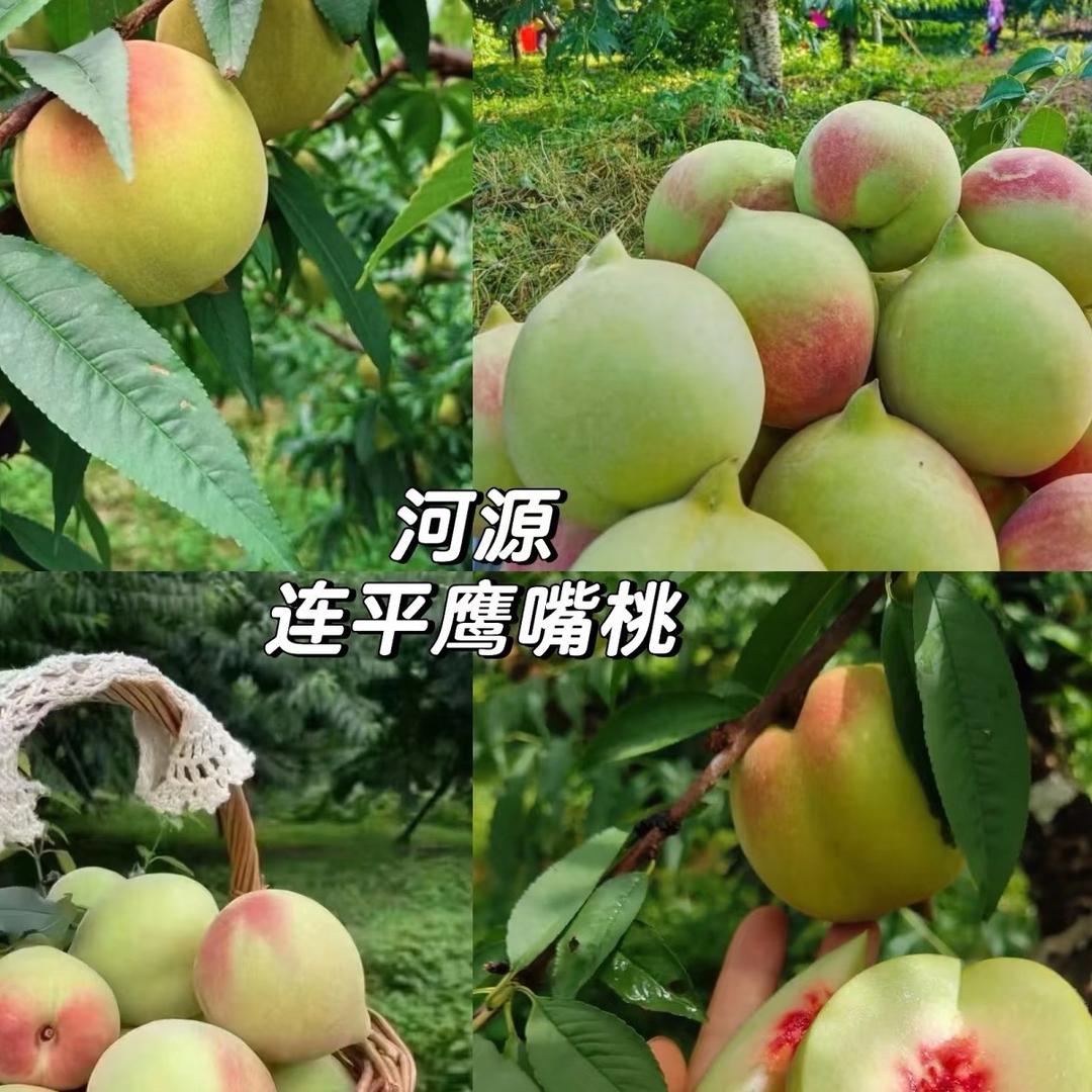 品上坪鹰嘴蜜桃