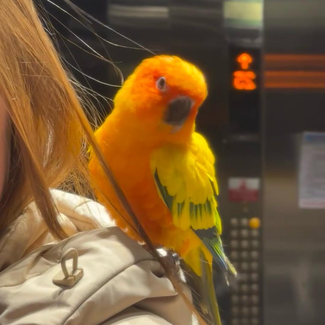 啾啾小黄🐣的头像