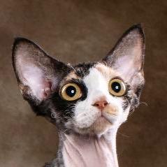 沐恩猫舍♥沐小恩